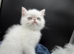 Exotic white male ready to go - Exotic Kitten For Sale - 