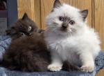 Persian Ragdoll - Persian Kitten For Sale - Newton Falls&comma; OH&comma; US