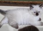 Persian Ragdoll - Persian Kitten For Sale - Newton Falls&comma; OH&comma; US
