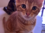 Munckin - Munchkin Kitten For Sale - Forest Hills&comma; NY&comma; US