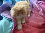 Red and white female - Persian Kitten For Sale - 