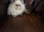 Minuet - Minuet Kitten For Sale - Charlotte&comma; NC&comma; US