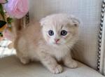 Scottish Fold Cream Male - Scottish Fold Kitten For Sale - Orlando&comma; FL&comma; US