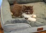 Cyrus Chocolate color Persian CFA - Persian Kitten For Sale - 