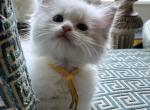 Available Bicolor Princess 1 - Ragdoll Kitten For Sale - Columbia&comma; MD&comma; US