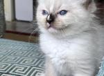 RESERVED BLAZE Jones - Ragdoll Kitten For Sale - Columbia&comma; MD&comma; US