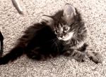Gee - Maine Coon Kitten For Adoption - Derby&comma; KS&comma; US