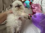 Baby girl - Persian Kitten For Sale - Old Town&comma; FL&comma; US