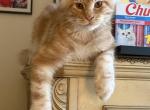Phoenix - Maine Coon Kitten For Sale - Corwin&comma; OH&comma; US