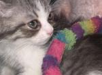 LEO - Persian Kitten For Sale - Austin&comma; TX&comma; US