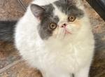 Pickles - Exotic Kitten For Sale - Stevenson&comma; WA&comma; US
