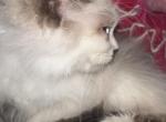MIA - Persian Kitten For Sale - 