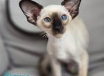 Hazel nut - Siamese Kitten For Sale - Hollywood&comma; FL&comma; US