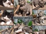 Siberian 8weeks female and male - Siberian Kitten For Sale - Eagan&comma; MN&comma; US