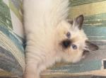 Tica seal mitted male - Ragdoll Kitten For Sale - Butler&comma; PA&comma; US