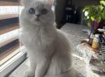 Laila - Munchkin Cat For Adoption - Burbank&comma; IL&comma; US