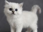 Kit - Persian Kitten For Sale - 