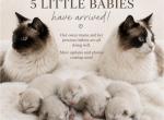 Snows Ragdolls - Ragdoll Kitten For Sale - 