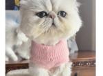 Posh - Persian Cat For Sale - 