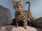Simba - Bengal Cat For Sale - Baldwin&comma; MI&comma; US