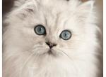 Andi - Persian Kitten For Sale - Rogers&comma; AR&comma; US