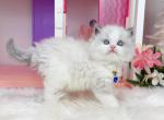 R131 - Ragdoll Kitten For Sale - Los Angeles&comma; CA&comma; US