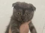 Lord - Scottish Fold Kitten For Sale - Huntingtn Bch&comma; CA&comma; US
