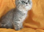 Moonlight - British Shorthair Kitten For Sale - Huntingtn Bch&comma; CA&comma; US