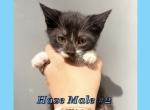 Half Siamese Male Kittens - Domestic Kitten For Sale - 