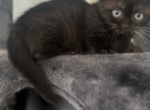 Ebony Scottish Kilt - Munchkin Kitten For Sale - Roanoke&comma; VA&comma; US