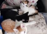 You Pick - Domestic Kitten For Adoption - Fairwood&comma; WA&comma; US
