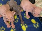 Sphynx - Sphynx Kitten For Sale - NC&comma; US