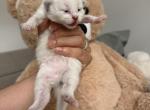 Brooklyn Himalayan Cats - Himalayan Kitten For Sale - Brooklyn&comma; NY&comma; US
