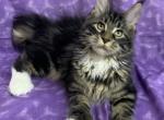 Polydactyl female Journee - Maine Coon Kitten For Sale - Waterloo&comma; IN&comma; US