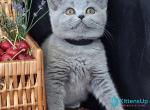 Rozina - British Shorthair Kitten For Sale - Norwalk&comma; CT&comma; US