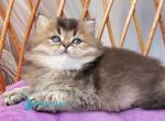 Zachar - British Shorthair Kitten For Sale - Norwalk&comma; CT&comma; US