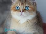 Clayton - British Shorthair Kitten For Sale - Norwalk&comma; CT&comma; US