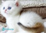 Indigo - British Shorthair Kitten For Sale - Norwalk&comma; CT&comma; US