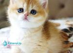 Iris - British Shorthair Kitten For Sale - Norwalk&comma; CT&comma; US