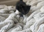Pepper - Domestic Kitten For Sale - Ellington&comma; CT&comma; US