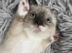 Salt - Siamese Kitten For Sale - Ellington&comma; CT&comma; US