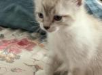 April - Domestic Kitten For Sale - Ellington&comma; CT&comma; US