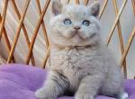 Xenon - British Shorthair Kitten For Sale - Pembroke Pines&comma; FL&comma; US