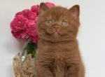 Finn - British Shorthair Kitten For Sale - Pembroke Pines&comma; FL&comma; US