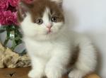 Ferris - British Shorthair Kitten For Sale - Pembroke Pines&comma; FL&comma; US