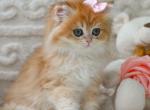 Emma - British Shorthair Kitten For Sale - Pembroke Pines&comma; FL&comma; US