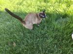 Stud Services Male Siamese Seal - Siamese Cat For Sale/Service - Charlotte&comma; NC&comma; US