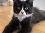 Male polydactyl - Maine Coon Kitten For Sale - Waterford&comma; ME&comma; US