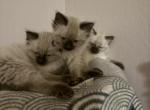 Luna and Kojai Bears babies - Balinese Kitten For Sale - Minden&comma; NV&comma; US