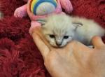 Bunny - Ragdoll Kitten For Sale - Dexter&comma; KY&comma; US